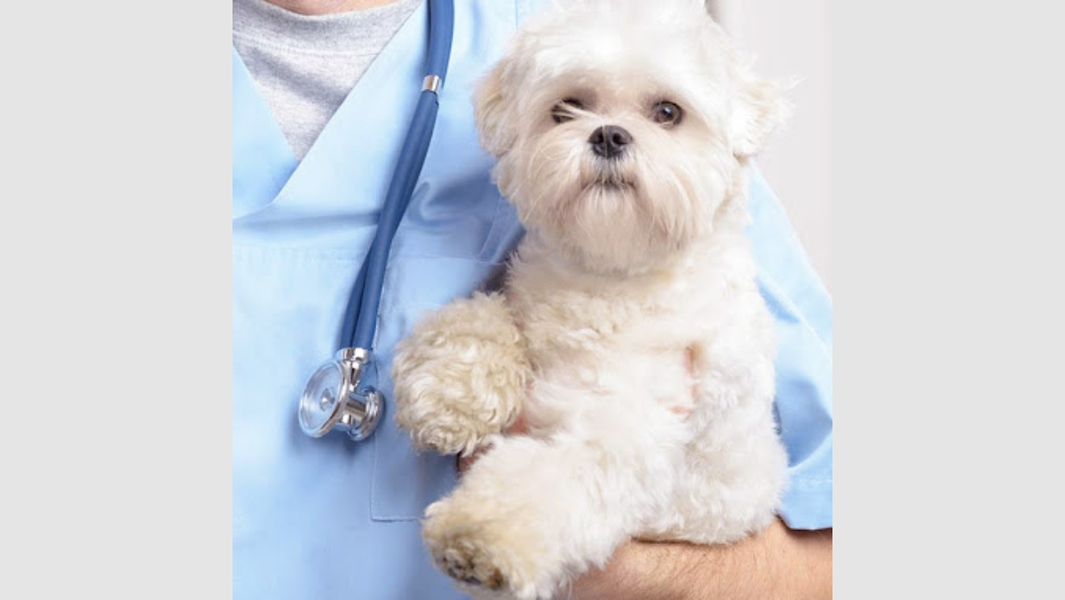 Foto da capa de Veterinária Especialista a Domicilio - Atendimento Veterinário | Dra. Fernanda Ricciotti